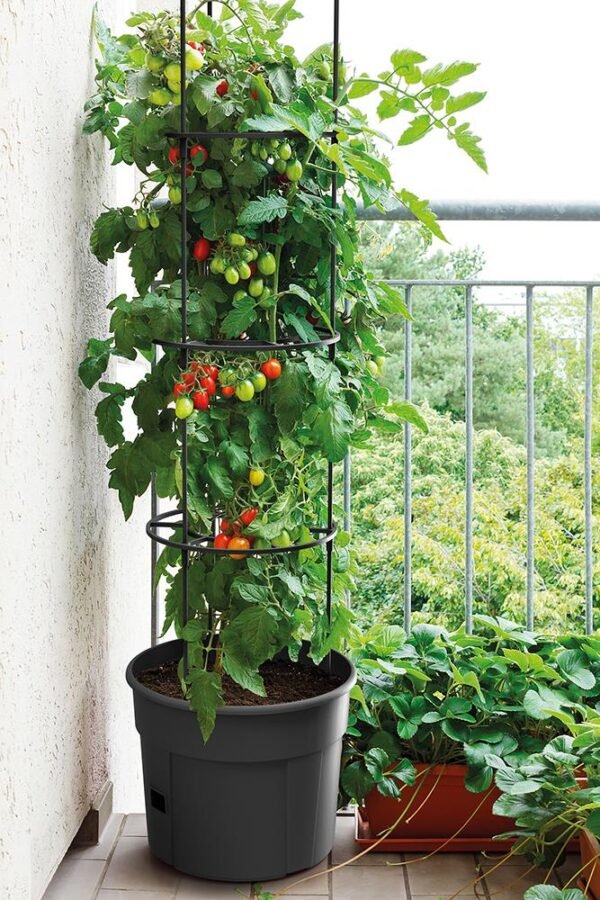 Γλαστράκι Tomato Grower, Y31,5x∅39,2εκ